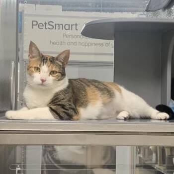 Clea -  Domestic Short Hair Cat for Adoption in Sarasota, Florida - Clea | PetCurious