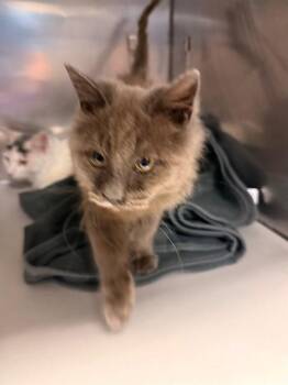 Domestic Short Hair Cats Available for Adoption - SCOTT | PetCurious