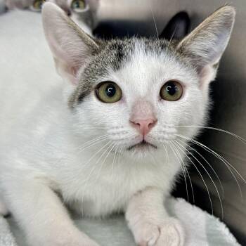 Tanner -  Domestic Short Hair Cat for Adoption in Matteson, Illinois - Tanner | PetCurious