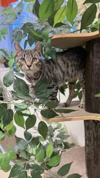 Rescue American Shorthair Cats for Adoption in Boulder City, Nevada - Tony | PetCurious