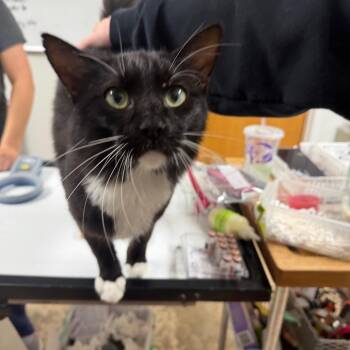 Oreo -  Domestic Medium Hair Cat for Adoption in Canton, Illinois - Oreo | PetCurious