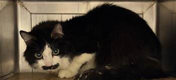 Domestic Short Hair Cats Available for Adoption in Camarillo, California - A881146 | PetCurious