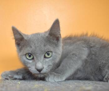 Smokey Joe -  Domestic Short Hair Cat for Adoption in Yorktown, Indiana - Smokey Joe | PetCurious