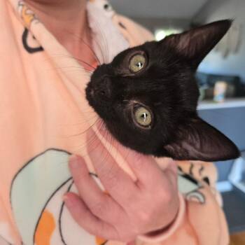 Cindy -  Domestic Short Hair Cat for Adoption in Pinellas Park, Florida - Cindy | PetCurious
