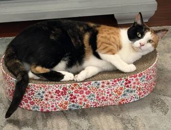 Lilly -  Calico and Domestic Medium Hair Cat for Adoption in Sunnyvale, California - Lilly | PetCurious