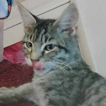 Rescue American Shorthair Cats for Adoption in Mount Vernon, Arkansas - Maxine | PetCurious