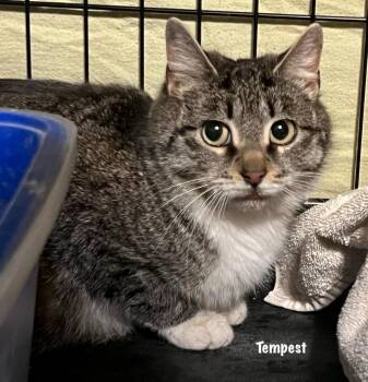 Domestic Short Hair Cats Available for Adoption in Windsor, Connecticut - 68A-Jalapeno Mar | PetCurious