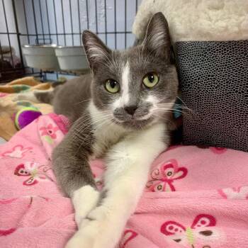 Billie -  Domestic Short Hair Cat Available for Adoption - Billie | PetCurious