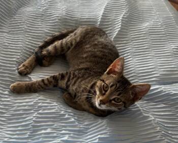 Rex -  Domestic Short Hair Cat for Adoption in Statesboro, Georgia - Rex | PetCurious