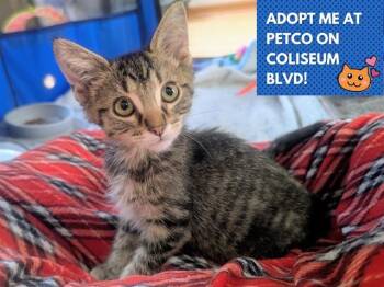 Rescue Domestic Short Hair Cats for Adoption in Fort Wayne, Indiana - DASH | PetCurious