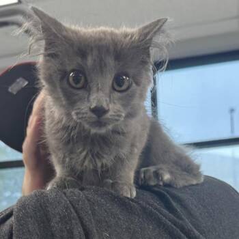 Lily -  Domestic Medium Hair Cat for Adoption in Des Moines, Iowa - Lily | PetCurious