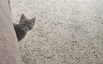 SERENITY -  Domestic Short Hair Cat for Adoption in Colorado Springs, Colorado - SERENITY | PetCurious