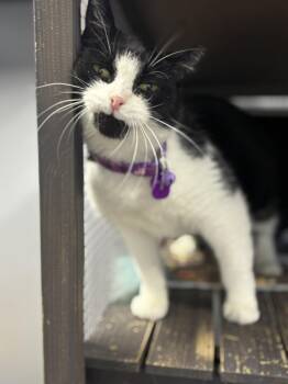 Rescue Domestic Short Hair Cats for Adoption in Grand Rapids, Michigan - MAGGIE Q | PetCurious
