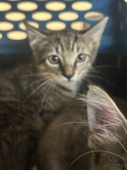 Loki -  Domestic Short Hair Cat for Adoption in Largo, Florida - Loki | PetCurious