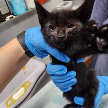 Ken -  Domestic Short Hair Cat for Adoption in Summerville, South Carolina - Ken | PetCurious