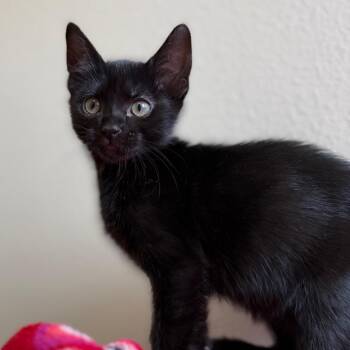 Jacob -  Domestic Short Hair Cat for Adoption in Cody, Wyoming - Jacob | PetCurious