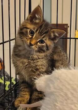 Rescue Domestic Medium Hair Cats for Adoption in Waynetown, Indiana - Nigel | PetCurious