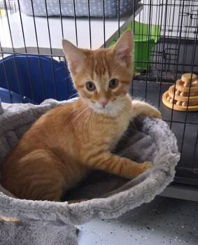 Hoover -  Domestic Short Hair Cat for Adoption in Sparta, Wisconsin - Hoover | PetCurious