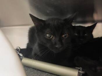 Domestic Short Hair Cats Available for Adoption in Colorado Springs, Colorado - MAPUTO | PetCurious
