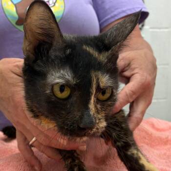 Domestic Short Hair Cats Available for Adoption in Corpus Christi, Texas - Torta | PetCurious