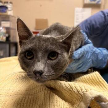 Athena -  Domestic Short Hair Cat for Adoption in Tempe, Arizona - Athena | PetCurious