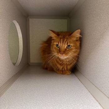 Butterscotch -  Domestic Short Hair Cat for Adoption in Parkersburg, West Virginia - Butterscotch | PetCurious