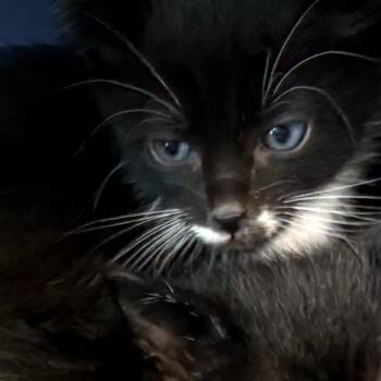 Domestic Short Hair Cats Available for Adoption in Sand Springs, Oklahoma - Valley Litter 3 | PetCurious