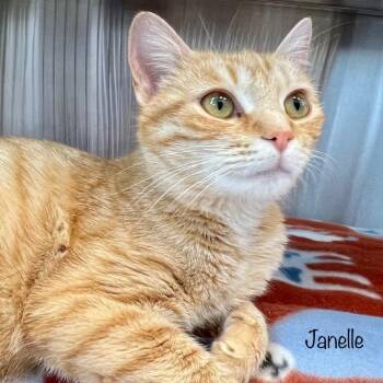 Janelle -  Domestic Short Hair Cat for Adoption in Madisonville, Tennessee - Janelle | PetCurious