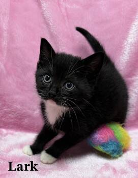 Lark -  Tuxedo and Domestic Short Hair Cat for Adoption in Buford, Georgia - Lark | PetCurious
