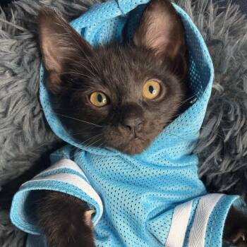Logan -  Domestic Short Hair Cat for Adoption in Houston, Texas - Logan | PetCurious