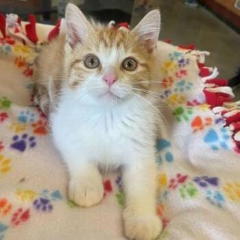 Domestic Short Hair Cats Available for Adoption in Rochester, Minnesota - Dreamsicle | PetCurious