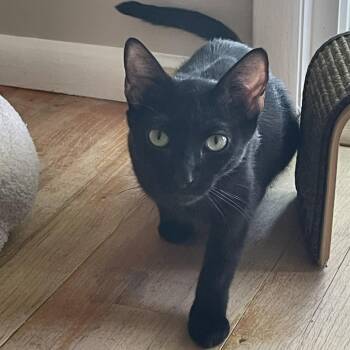 Domestic Short Hair Cats Available for Adoption in Bel Air, Maryland - Twyla | PetCurious