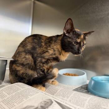 Dessa -  Domestic Short Hair Cat for Adoption in Auburn, Alabama - Dessa | PetCurious
