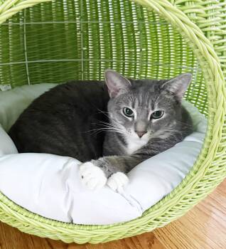 Russian Blue and Tabby Cats Available for Adoption in Bedford Hills, New York - Bella Is A Beauty Inside And Out! Gentle Loving Adorable! | PetCurious
