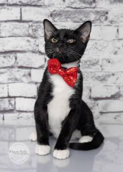 Jelly Bean -  Domestic Short Hair and Tuxedo Cat for Adoption in Tuscaloosa, Alabama - Jelly Bean | PetCurious