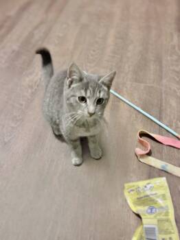 Domestic Short Hair Cats Available for Adoption - Beau | PetCurious