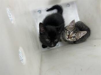 Domestic Short Hair Cats Available for Adoption in Rowlett, Texas - ZOOBLE | PetCurious