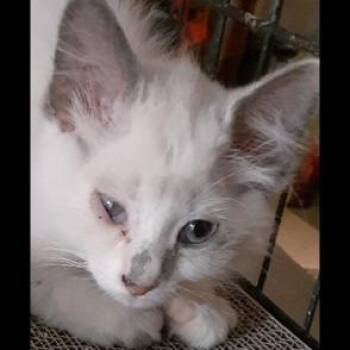 Princess -  Siamese Cat for Adoption in Richmond, Virginia - Princess | PetCurious