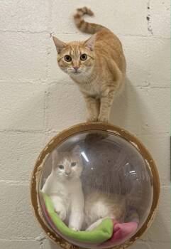 Kurt -  Domestic Short Hair Cat for Adoption in Fruit Heights, Utah - Kurt | PetCurious