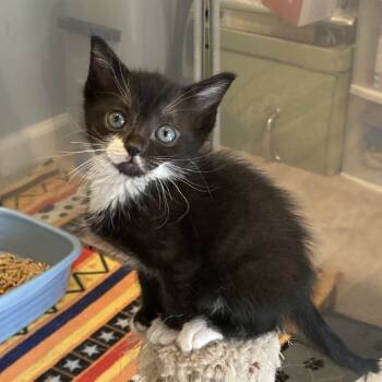 Rescue Domestic Short Hair Cats for Adoption in Fairfax Station, Virginia - Tinsel | PetCurious