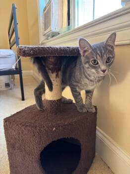 Rescue Domestic Short Hair Cats for Adoption in Herndon, Virginia - Big Sur | PetCurious
