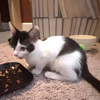 Milky Way -  Domestic Short Hair Cat for Adoption in Brownsboro, Alabama - Milky Way | PetCurious