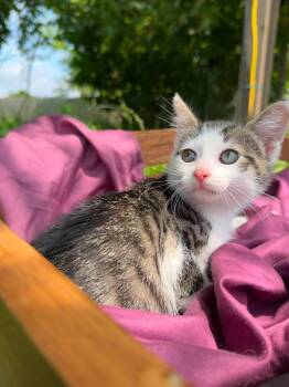 Bubbles -  Domestic Short Hair Cat for Adoption in Hanover, Pennsylvania - Bubbles | PetCurious