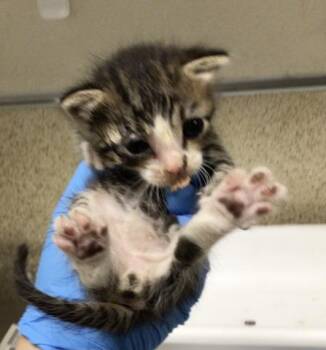 ALVIN -  Domestic Short Hair Cat for Adoption in Riverside, California - ALVIN | PetCurious