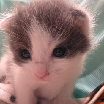 Odysseus -  Domestic Short Hair Cat for Adoption in Milan, Illinois - Odysseus | PetCurious