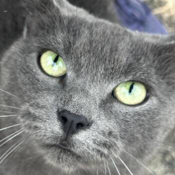 Octavia -  Domestic Medium Hair Cat for Adoption in Madisonville, Kentucky - Octavia | PetCurious