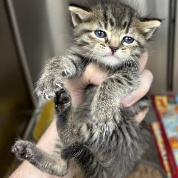 Domestic Short Hair Cats Available for Adoption in Hannibal, Missouri - Boo | PetCurious