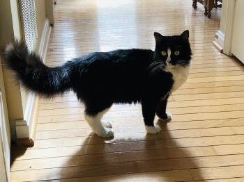 Rescue Domestic Medium Hair Cats for Adoption in Calverton, Maryland - Eliza Doolittle | PetCurious