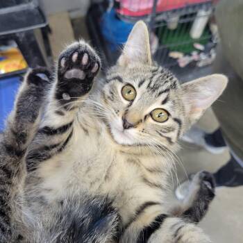 Domestic Short Hair Cats Available for Adoption - Flint | PetCurious