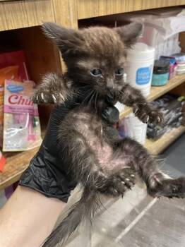 EBONY -  Domestic Short Hair Cat for Adoption in Stockton, California - EBONY | PetCurious